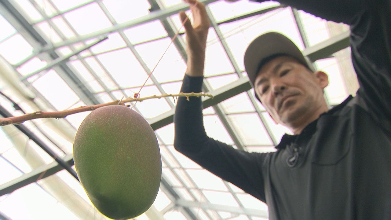 希少種！宮崎マンゴー 新ブランド - RKB毎日放送