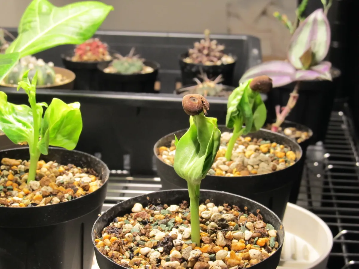 K*K様 激安セール アダンソニア ディギタ バオバブ 塊根植物