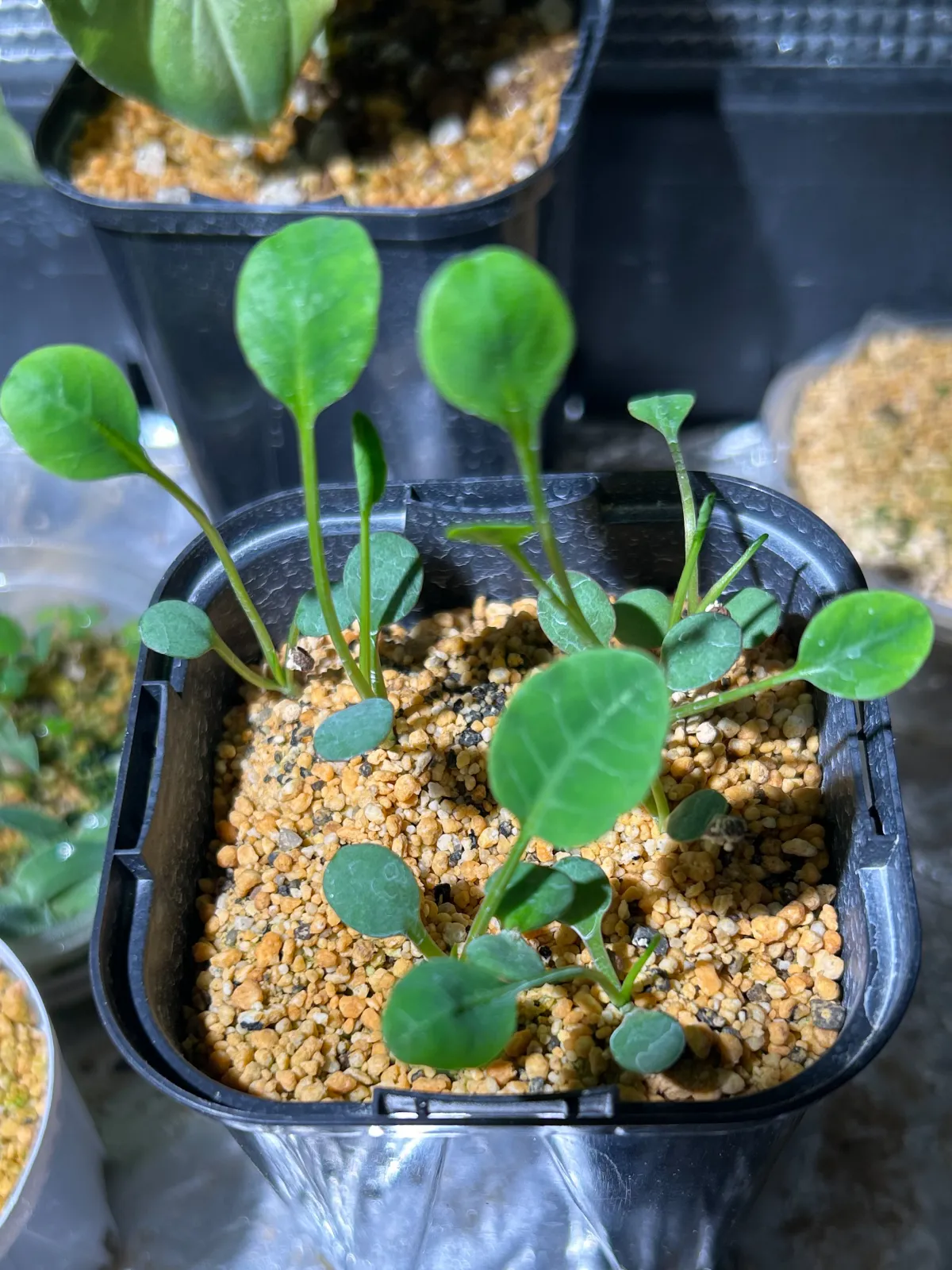 種子] ユーフォルビア ギラウミニアナ Euphorbia guillauminiana