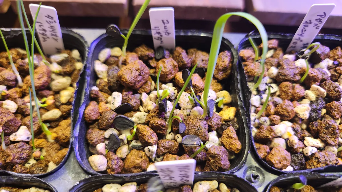 種子] ユッカ リギダ Yucca rigida｜人気品種 ドライガーデン 耐寒性