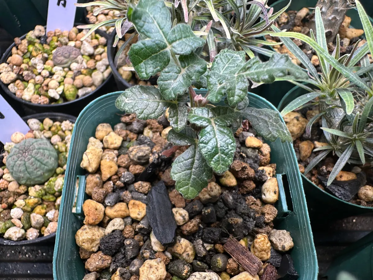 種子] ボスウェリア サクラ Boswellia sacra | 塊根植物 コーデックス