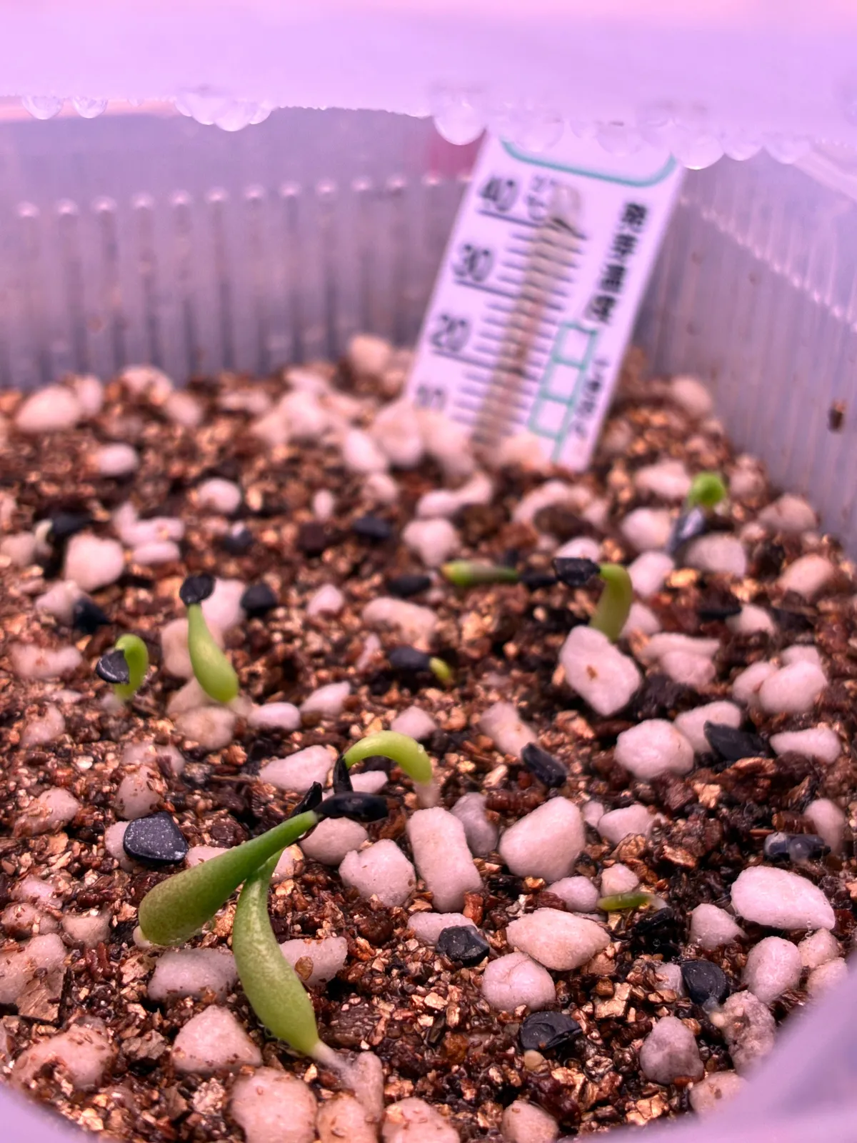 種子] アガベ オテロイ Agave oteroi｜人気品種 希少品種 メキシコ