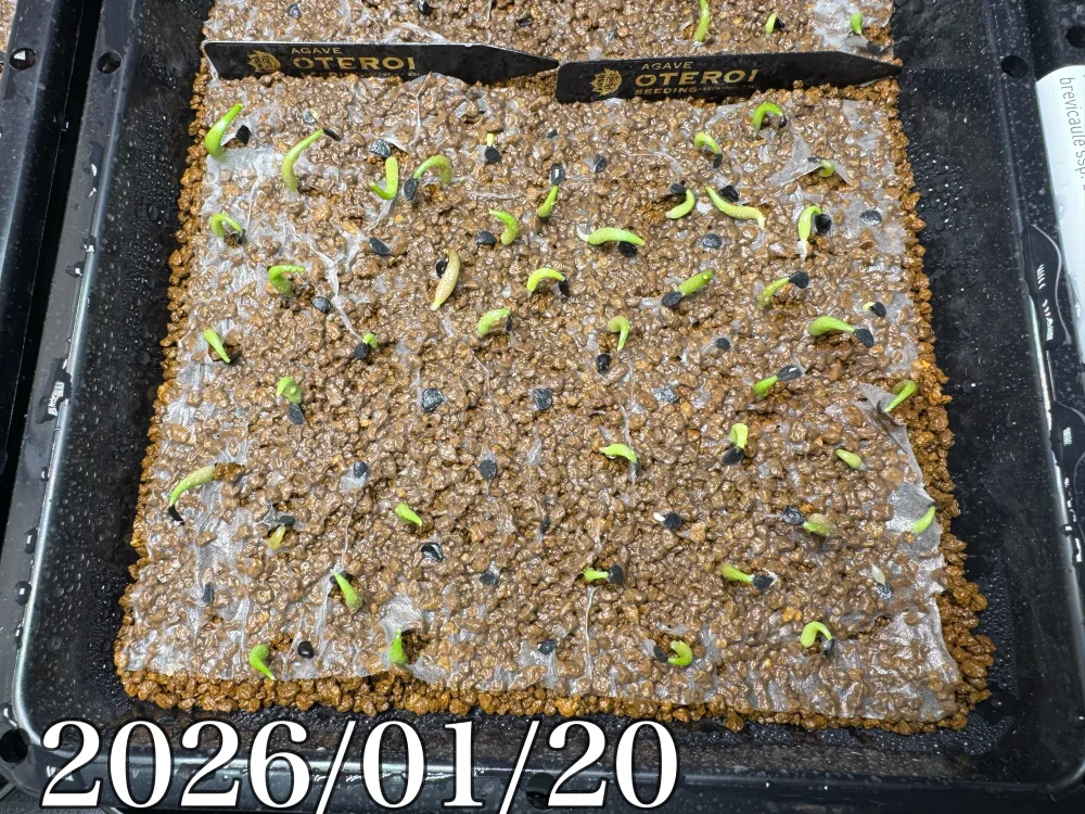 種子] アガベ オテロイ Agave oteroi｜人気品種 希少品種 メキシコ