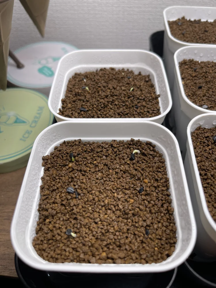 種子] アガベ オテロイ Agave oteroi｜人気品種 希少品種 メキシコ