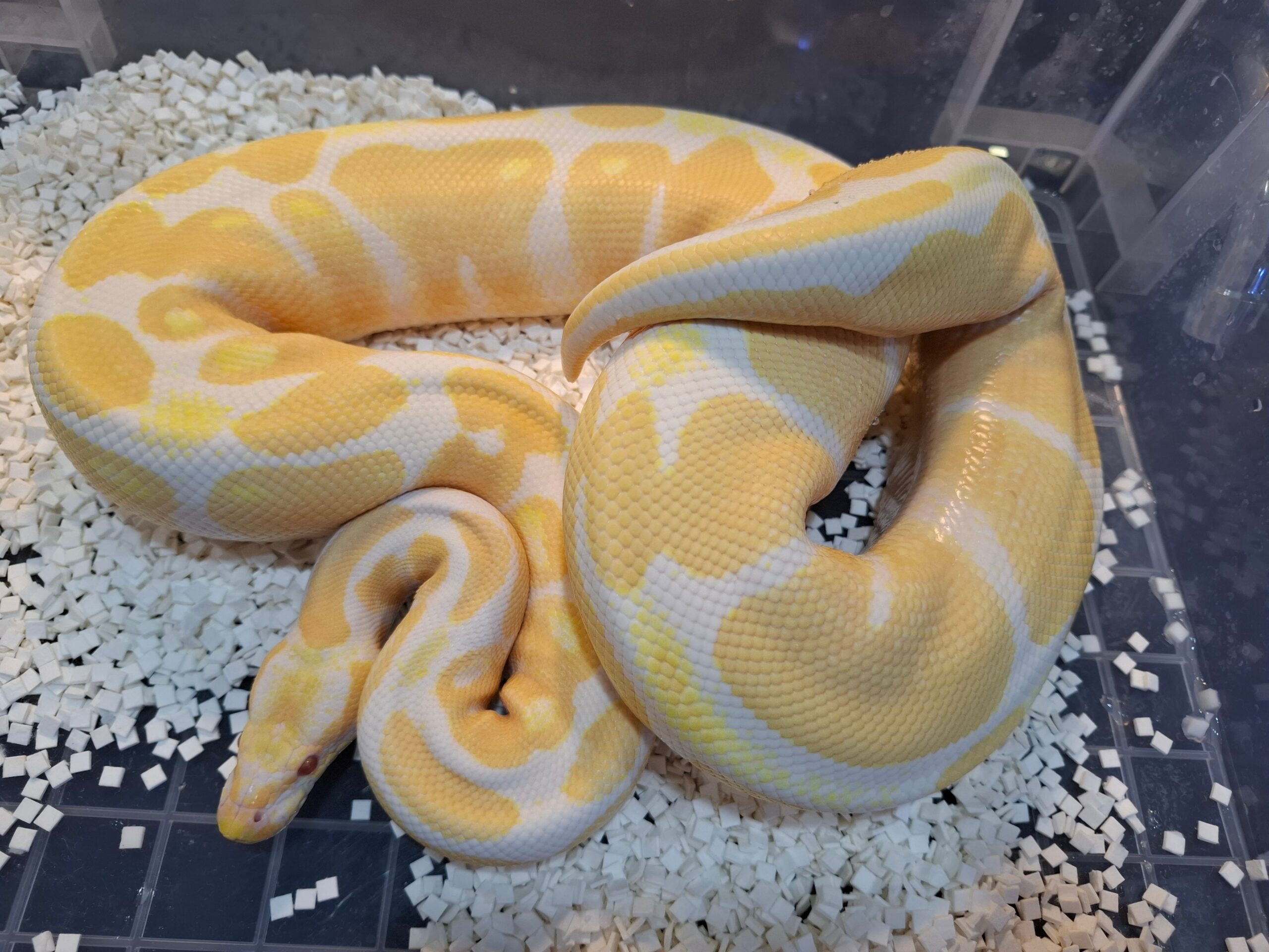 ○○】アルビノボールパイソン蛇の抜け殻脱皮殻2025年巳年金運