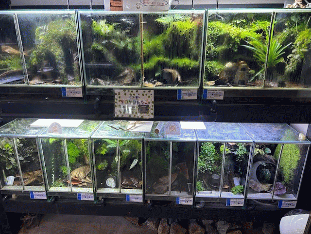 D. auratus Bronze & Blue | アクアショップフィン 店長ブログ