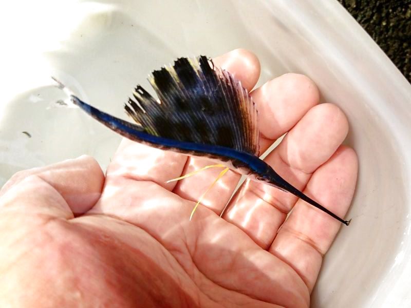 超レアサイズ・・バショウカジキ幼魚（13センチ±） - 【近海産海水魚類
