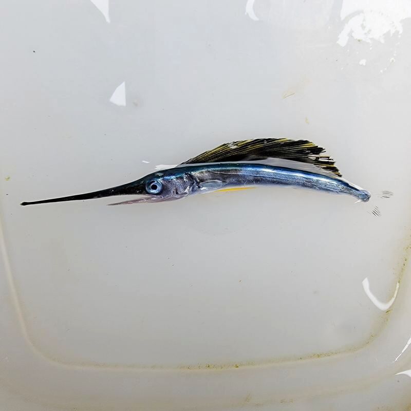 近海産海水魚、甲殻類、海洋生物、深海生物、深海魚