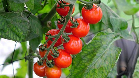 アクアポニックスでの野菜の栽培】安心安全な野菜を作る