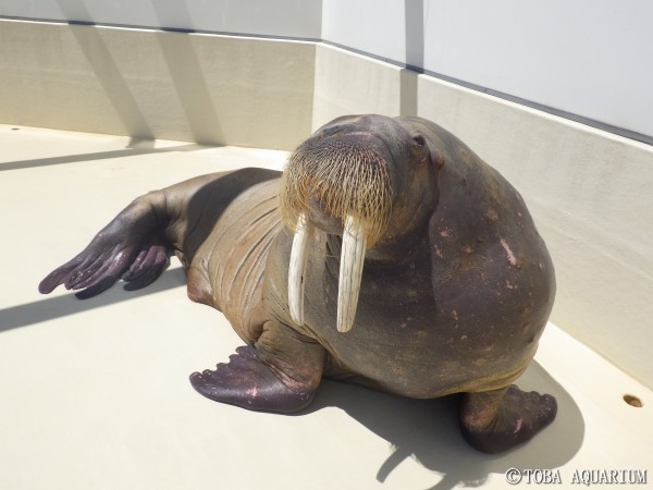 イヌイット民芸品、セイウチ牙の置物、シャチ図案 海象（セイウチ）牙