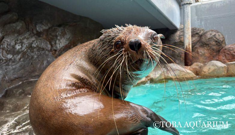 オウムガイの殻の黒いスジ | 鳥羽水族館 飼育日記