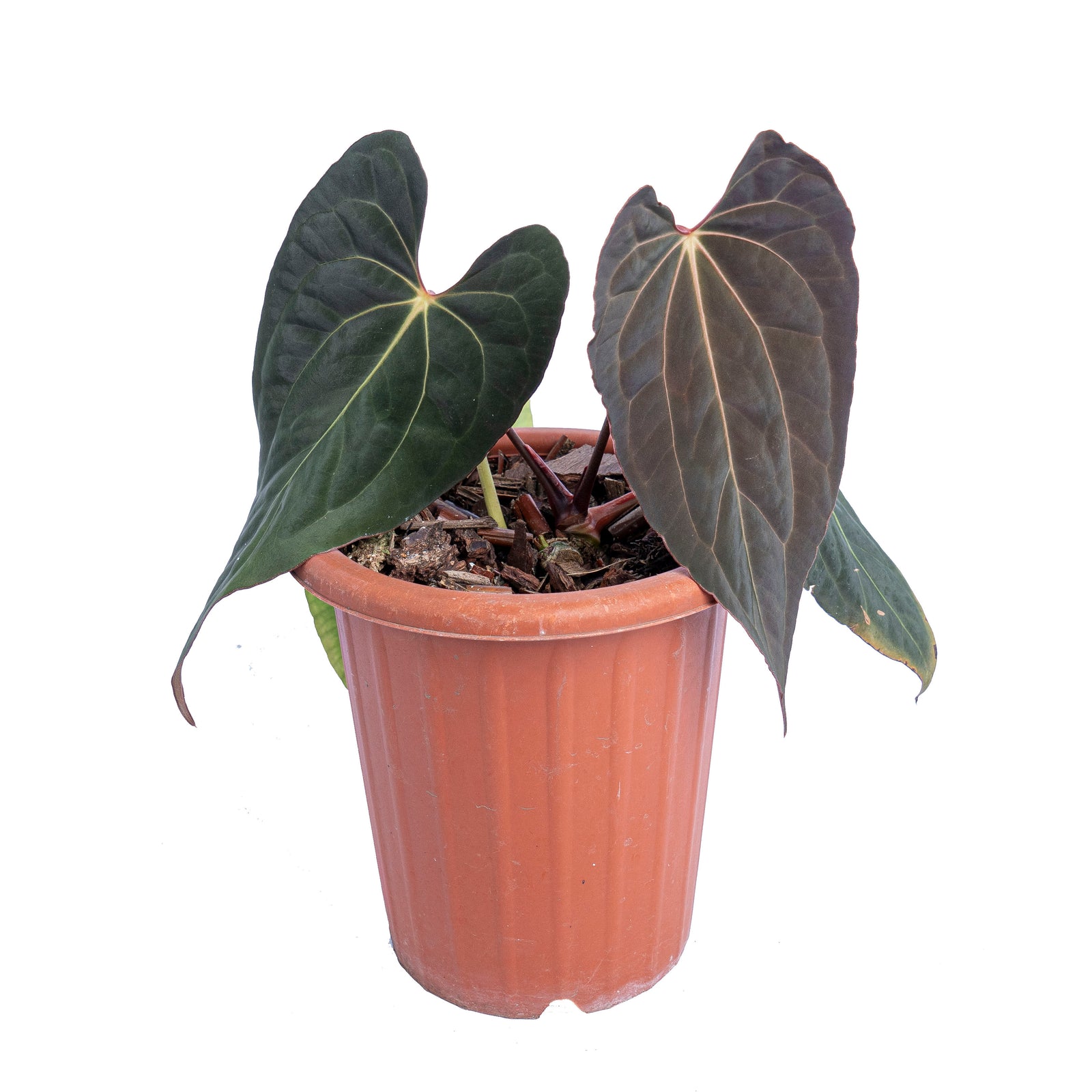 Anthurium papillilaminum x one – Aroid Market