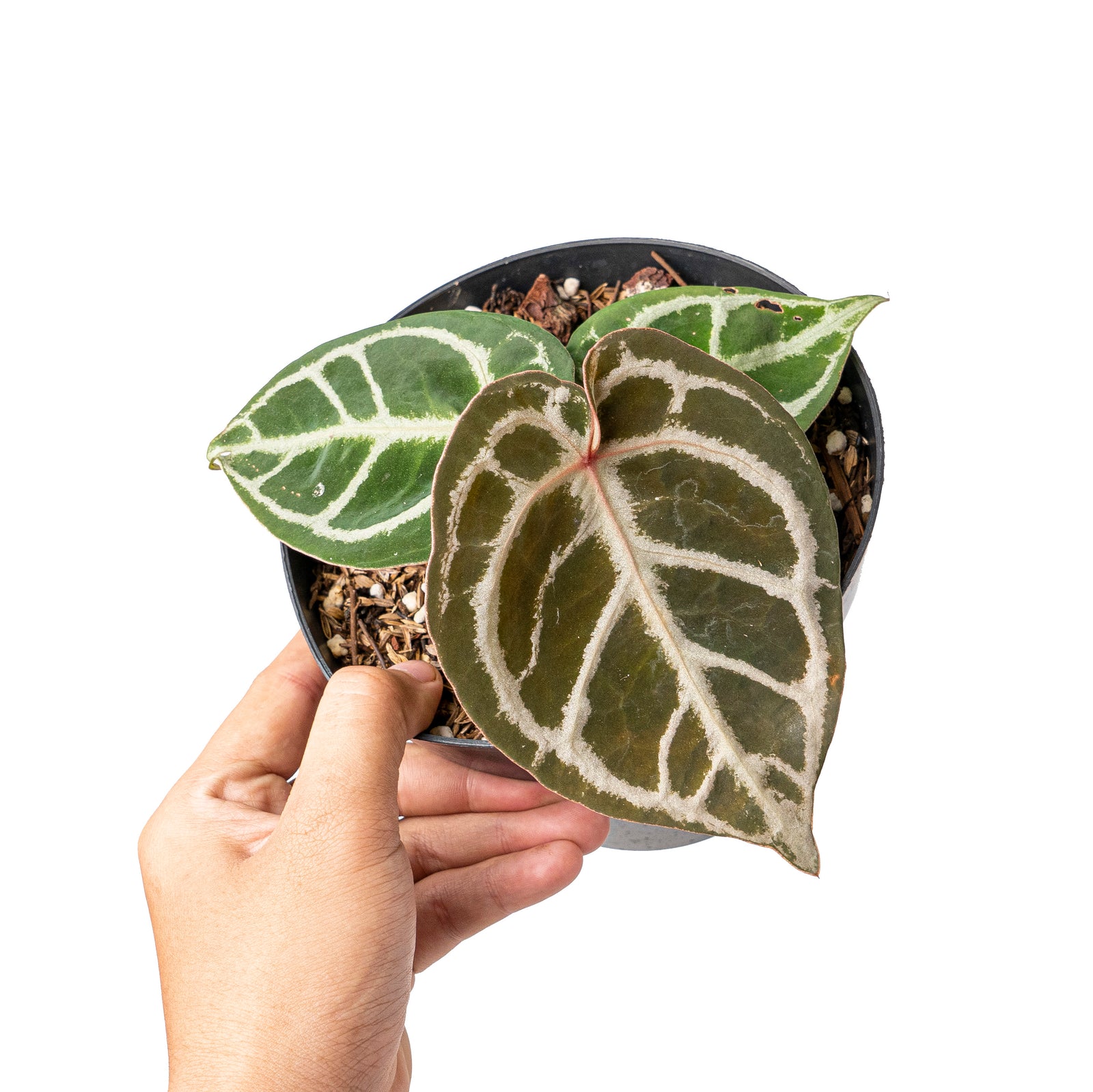 Anthurium red crystallinum NSE X dorayaki – Aroid Market