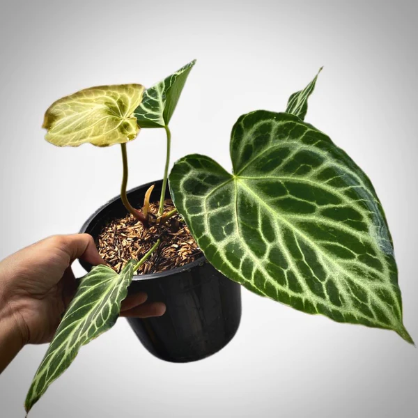 Anthurium Silver Tiger - Aroid Nursery