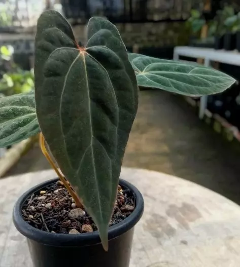 Anthurium Papillilaminum x-one - Aroid Nursery