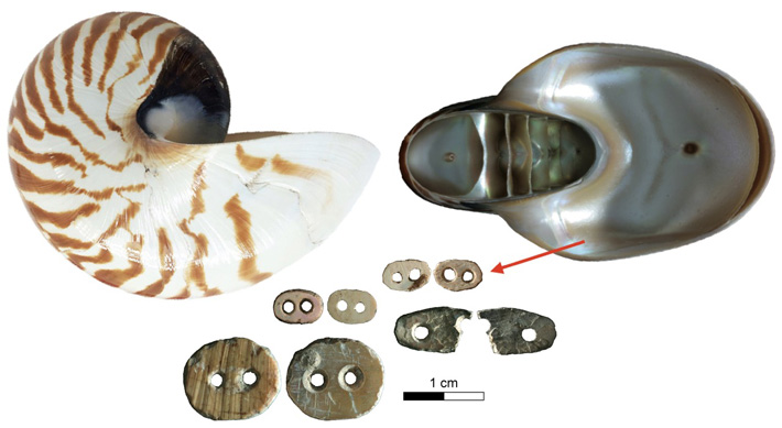 News - Indonesia's Tiny Pleistocene Shell Beads Studied