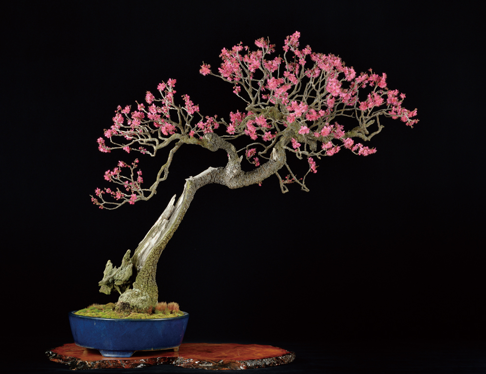 緋梅│盆栽、盆栽書籍、盆栽鉢の通販│近代出版