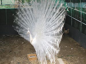 白孔雀-親 - 有限会社プラスト