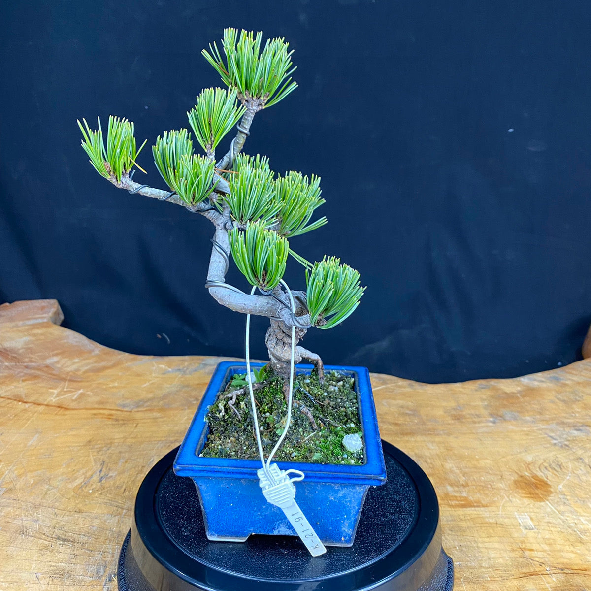 Akaishi Goyomatsu Bonsai 003 *Domestic delivery only (Japan)