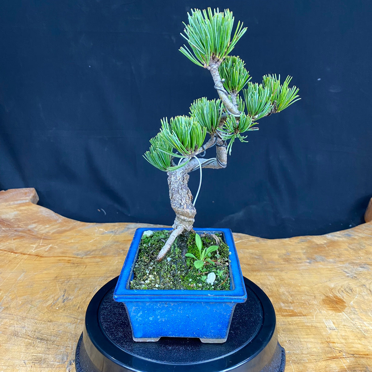 赤石五葉松盆栽003※国内配送のみ（日本）