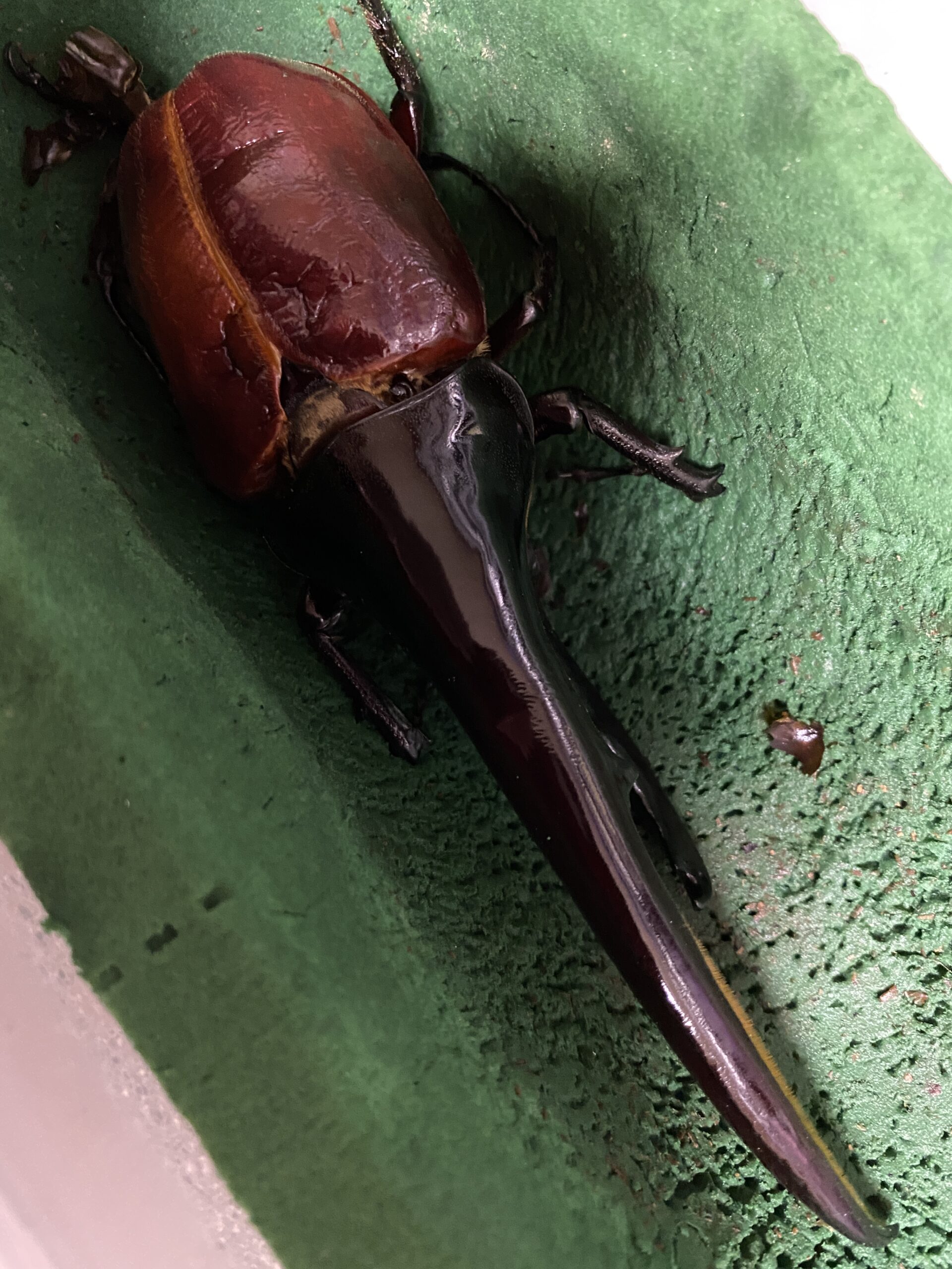 最近の170mmUP - アートオブヘラクレス