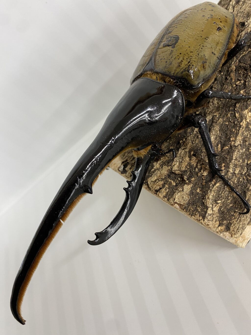 G-OAKS - アートオブヘラクレス