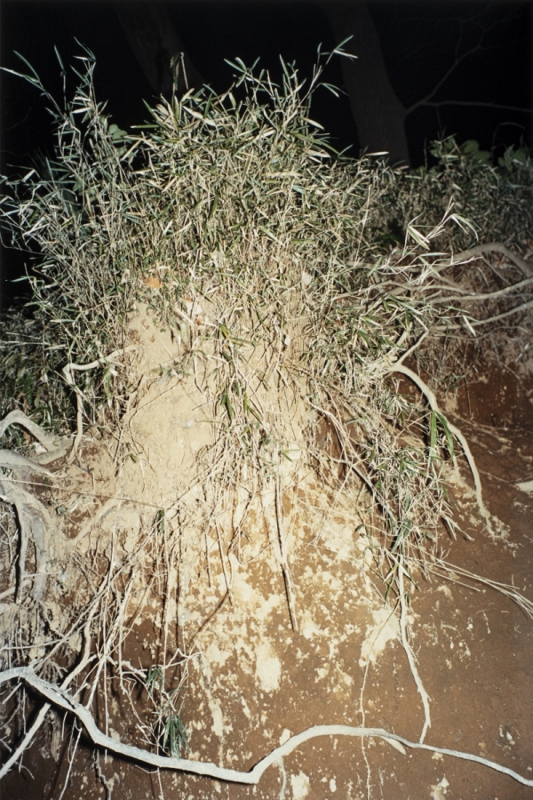 折坂悠太展「薮IN」 | PARCO MUSEUM TOKYO | PARCO ART