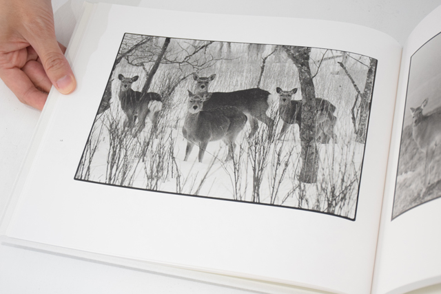 鹿渡り SHIKAWATARI / 白石ちえこ ON READING Online Shop