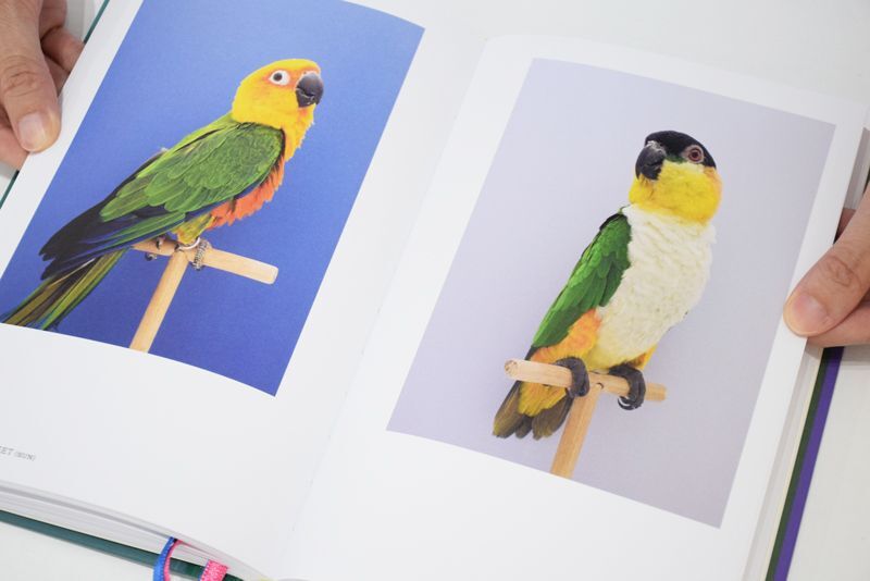 An Incomplete Dictionary of Show Birds Vol.2 / Luke Stephenson ON