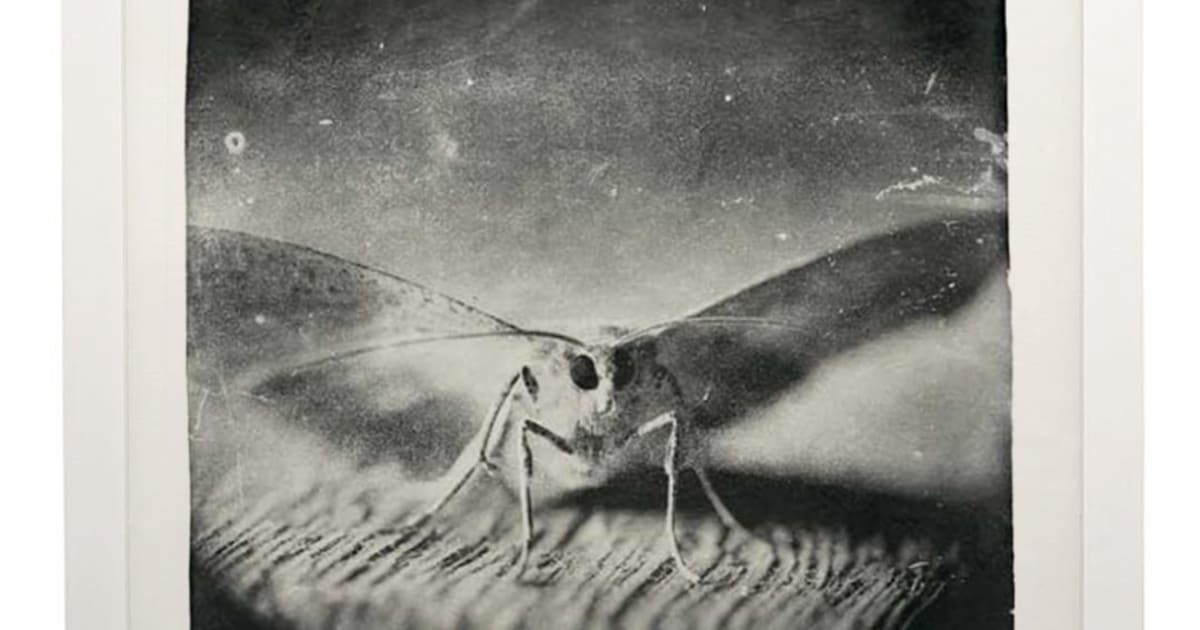 アート・デザイン・音楽 MIKE & DOUG STARN ATTRACTED TO LIGHT SET