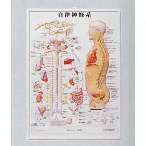 3D 人体チャート (自律神経系)｜アトラストア:鍼灸接骨院向け卸通販サイト