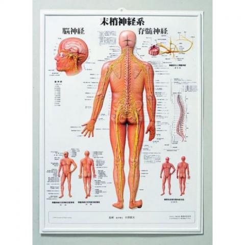 3D人体チャート(末梢神経系)｜アトラストア:鍼灸接骨院向け卸通販サイト