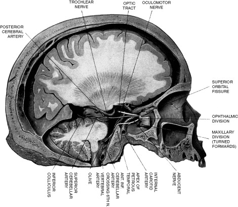 The anatomy and physiology of the ocular motor system - ScienceDirect