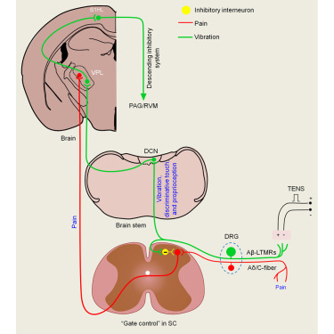 Neural basis of transcutaneous electrical nerve stimulation for