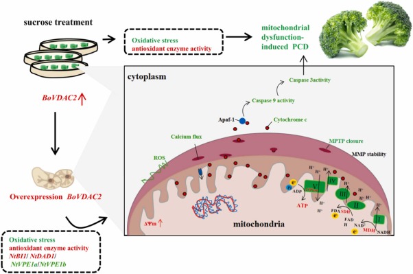 Sucrose induces BoVDAC2 expression to preserve mitochondrial