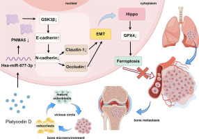 Platycodin D inhibits non-small cell lung cancer bone metastasis
