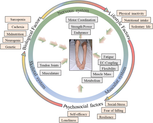 Skeletal muscle atrophy after sciatic nerve damage: Mechanistic