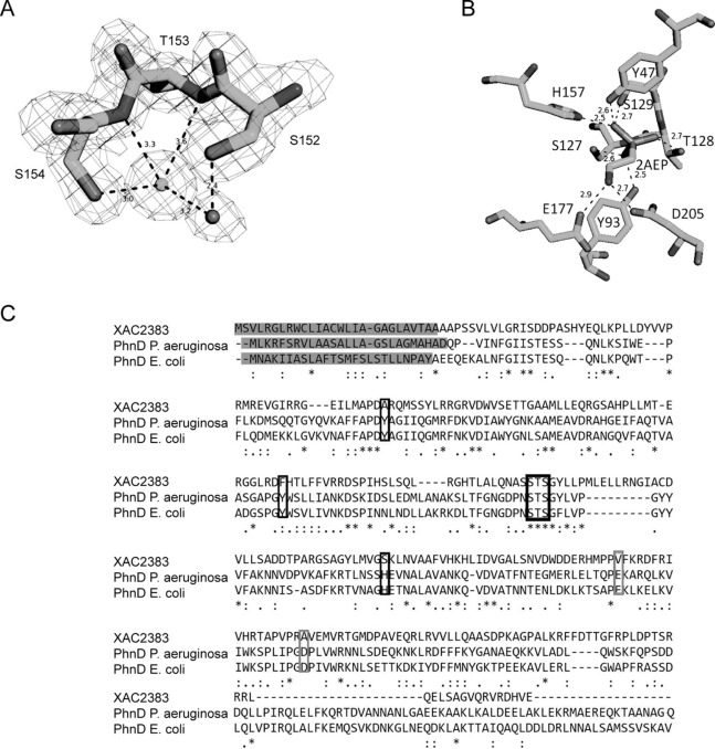 A bipartite periplasmic receptor–diguanylate cyclase pair (XAC2383