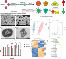 An in-depth study of the growth inhibition of Vibrio