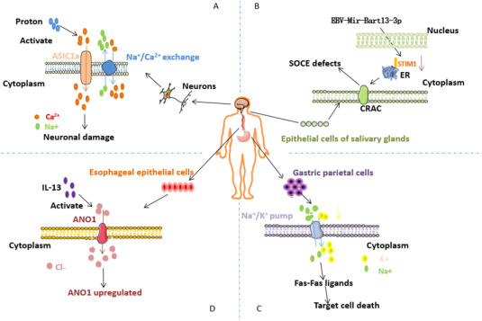 The role of ion channels in immune-related diseases - ScienceDirect