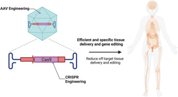 Engineering adeno-associated viral vectors for CRISPR/Cas based in