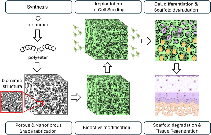 Peptide-conjugated biodegradable polyester scaffolds for bone