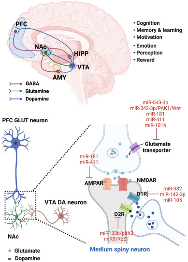 MicroRNAs in drug addiction: Current status and future