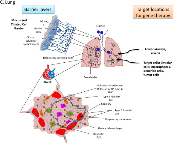 Non-viral gene therapy: Gains and challenges of non-invasive