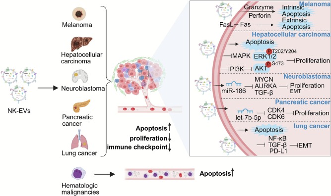 Engineering natural killer cell-derived extracellular vesicles for