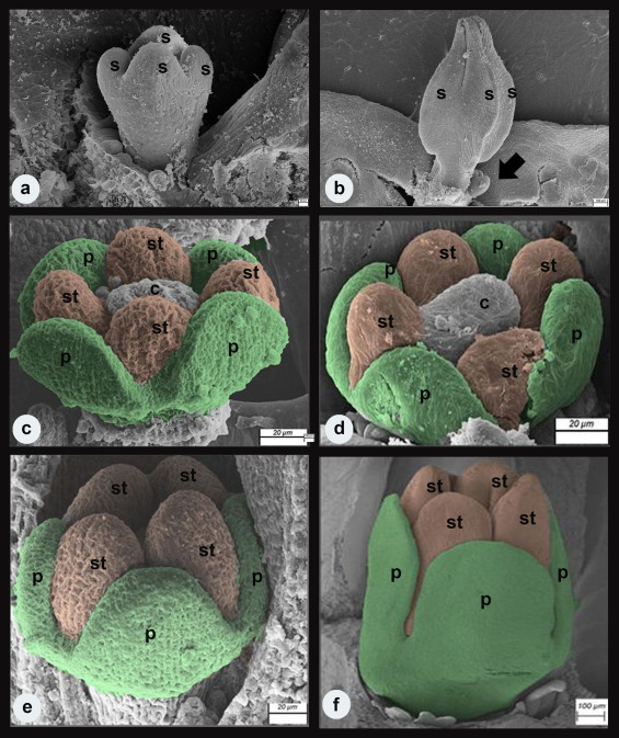 The phylogenetic context of corolla symmetry in Canscora Lam