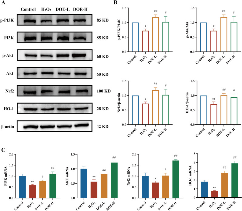 Dendrobium officinale extract alleviates aging-induced kidney