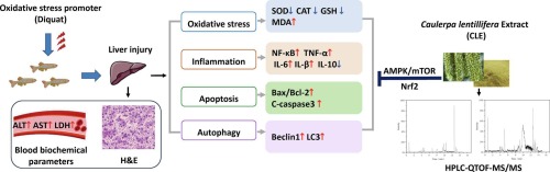 Caulerpa lentillifera extract alleviates the chronic diquat