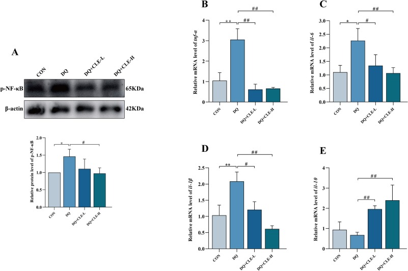 Caulerpa lentillifera extract alleviates the chronic diquat
