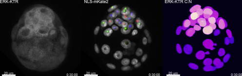 Live Visualization of ERK Activity in the Mouse Blastocyst Reveals